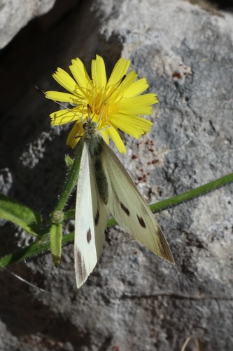 mlynárik repový (Pieris rapae)