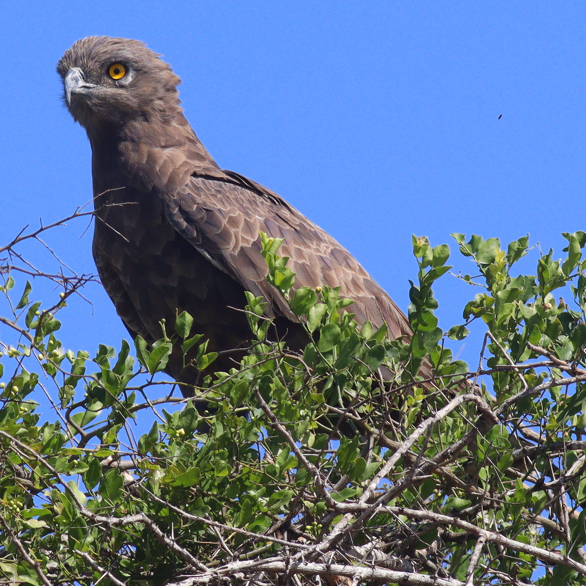 Brown Snake-Eagle illustration