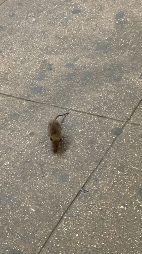 Rat photographed near here on 2025-05-18