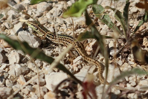 Primorska gušterica (Podarcis siculus)
