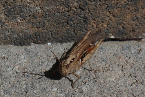Dugokrili livadni skakavac (Chorthippus maritimus maritimus)