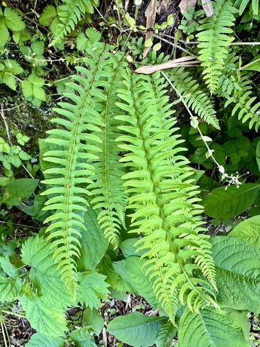 Woodsia polystichoides iNat (3)