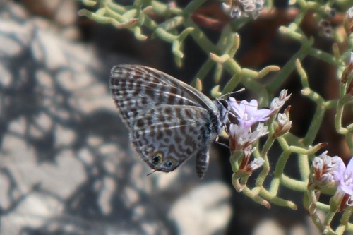 Modráčik južný (Leptotes pirithous)