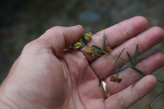 Lespedeza angustifolia
