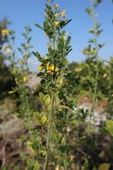 Hippocrepis emerus
