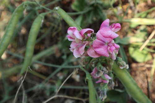Velecvjetna kukavičica (Lathyrus latifolius)