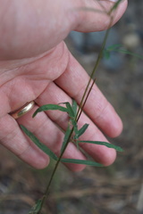 Lespedeza angustifolia
