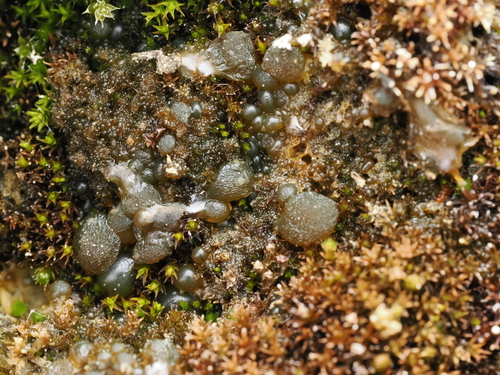 Cyanobacteria observed 2025-05-15