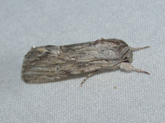 Spodoptera albula