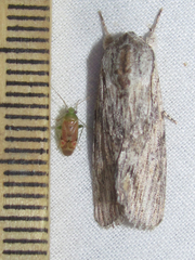 Spodoptera albula