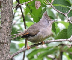 Yuhina gularis