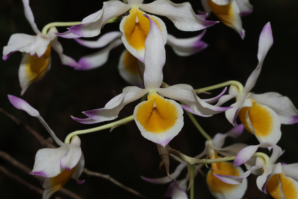 Dendrobium crystallinum Rchb.f. 3