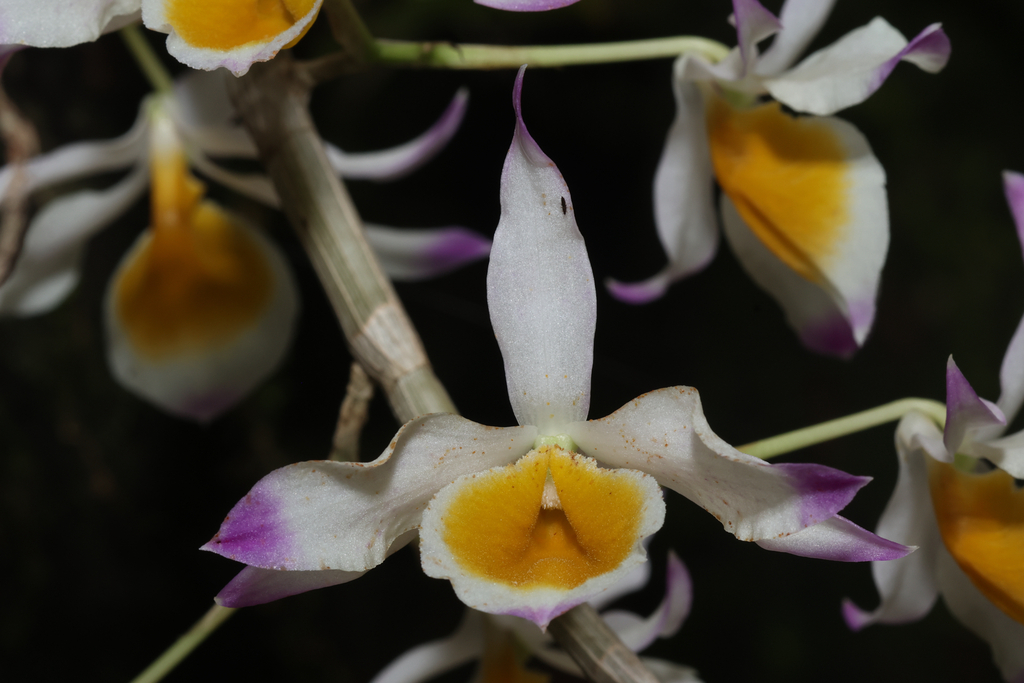 Dendrobium crystallinum Rchb.f. 2