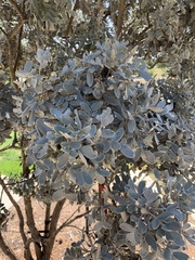 Dermatophyllum secundiflorum