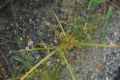 Cyperus iria