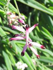 Cysticapnos cracca