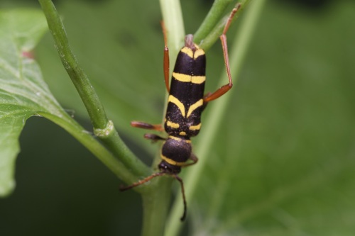 Photo of Wasp Beetle