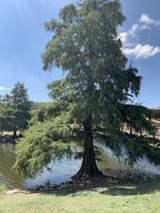 Taxodium distichum