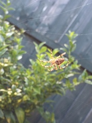 Araneus diadematus