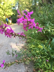 Lythrum salicaria