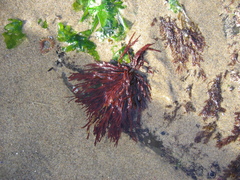 Prionitis lanceolata