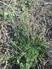 Cysticapnos cracca