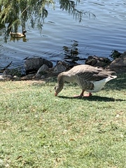 Anser anser domesticus