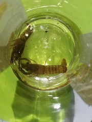 Procambarus spiculifer