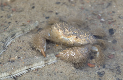 Pilumnus vespertilio