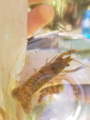 Procambarus spiculifer