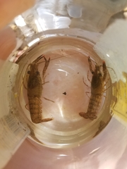 Procambarus spiculifer