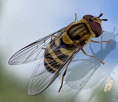 Syrphus knabi