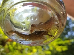 Procambarus spiculifer