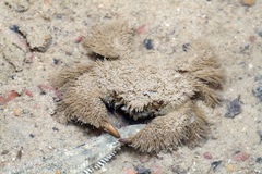 Pilumnus vespertilio