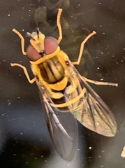 Syrphus knabi