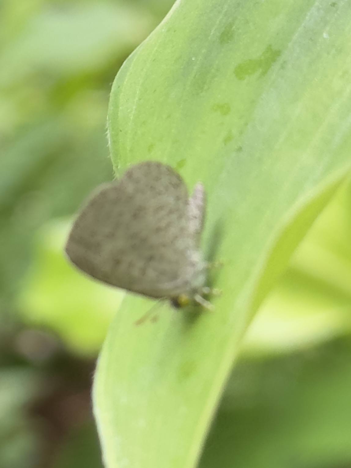 Apefly