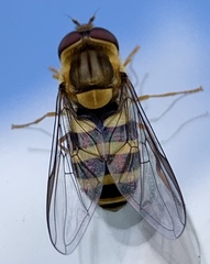 Syrphus knabi