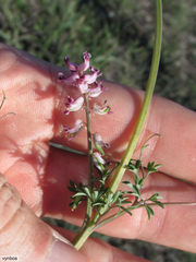 Cysticapnos cracca