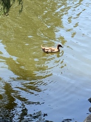 Anas platyrhynchos domesticus