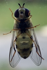 Syrphus knabi