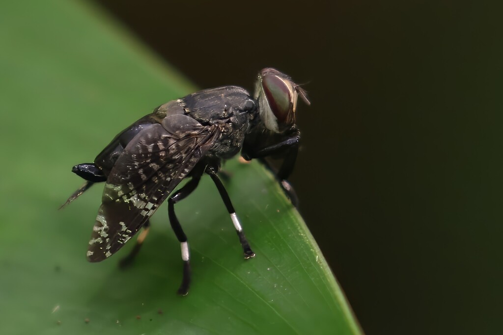 Euprosopia lepidophora