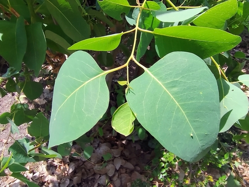 White eucalyptus (Eucalyptus alba)