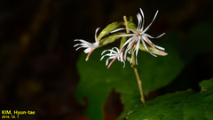 Ainsliaea acerifolia