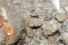 Mysidae
