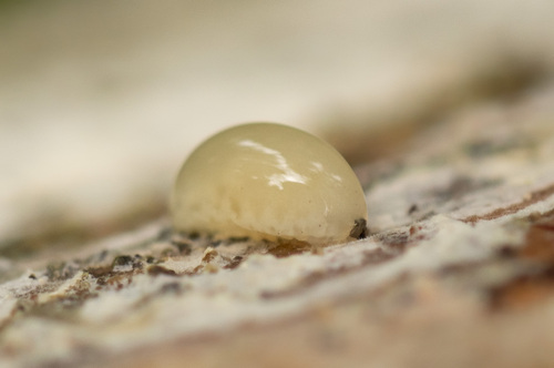 Phronia conformis