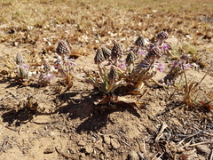 Ledebouria luteola