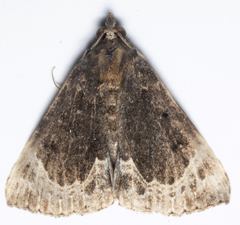Hypena abalienalis