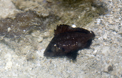 Plectorhinchus gibbosus