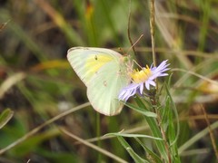 Colias occidentalis