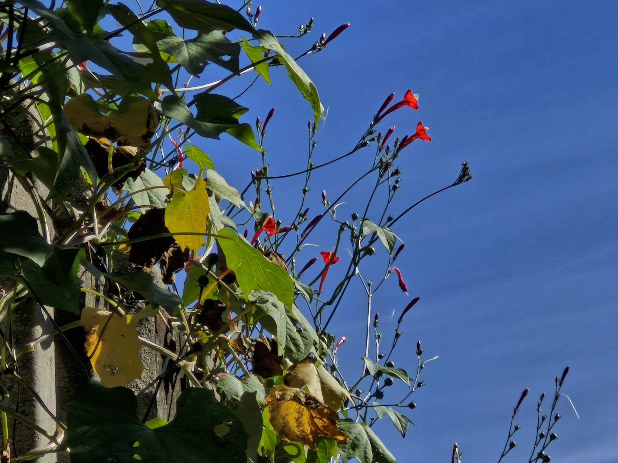 Ipomoea hederifolia